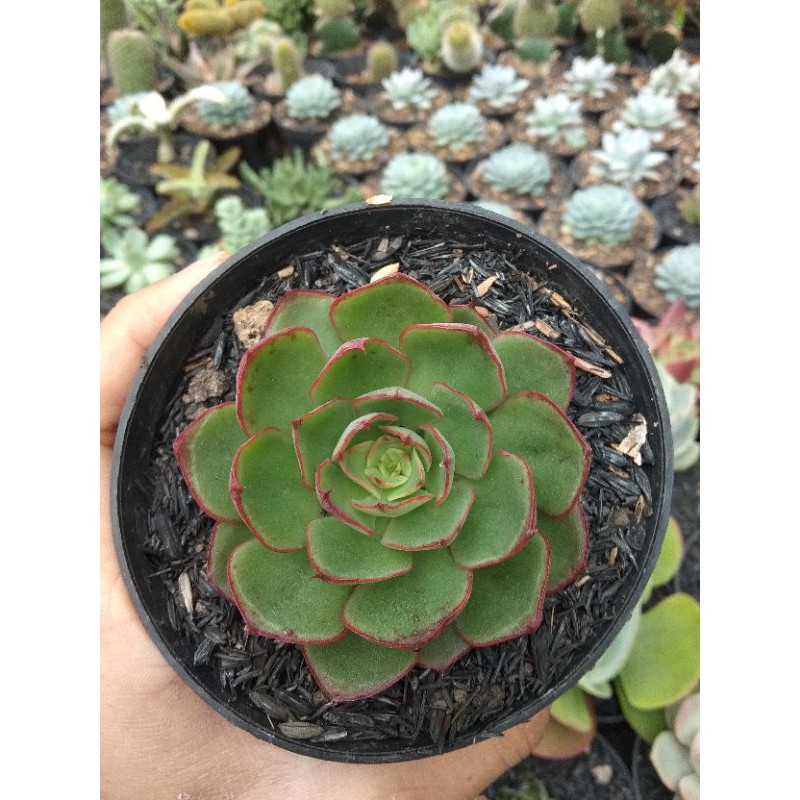 Sukulen : Echeveria Christmas