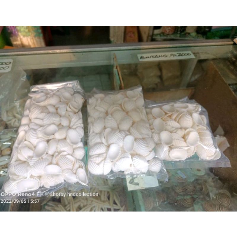 cangkang kerang putih