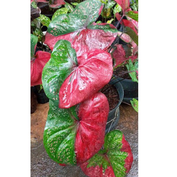 KELADI BARET MERAH / BIBIT KELADI BARET / KELADI BARET MURAH /CALADIUM BARET /KELADI TOPENG