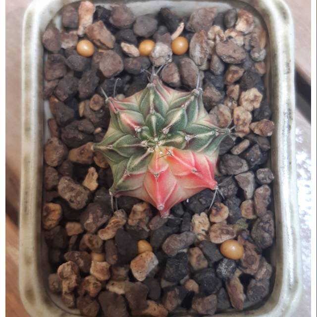 Mihanovichii Starfire