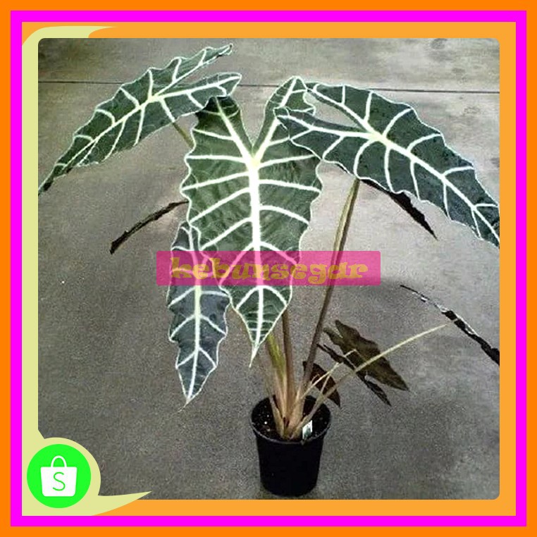 Terbaik Tanaman Alocasia Amazonika Tanaman Keladi Tengkorak Shopee Indonesia