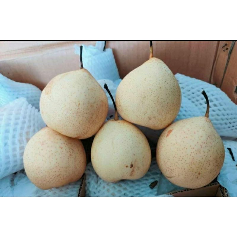 

Buah(pear)