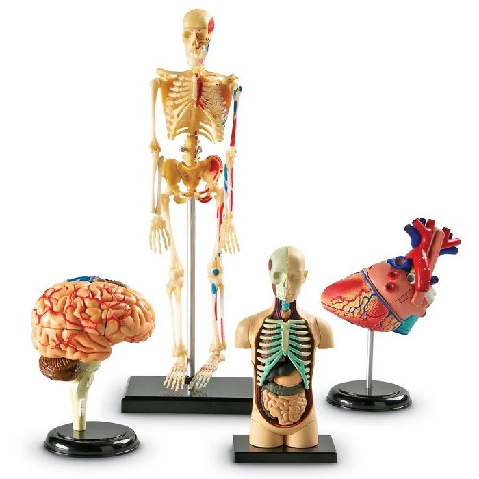 Learning Resources Human Anatomy Set (Skeleton, Body, Heart, Brain) Alat Peraga Tubuh