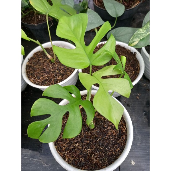 raphidopora tetrasperma