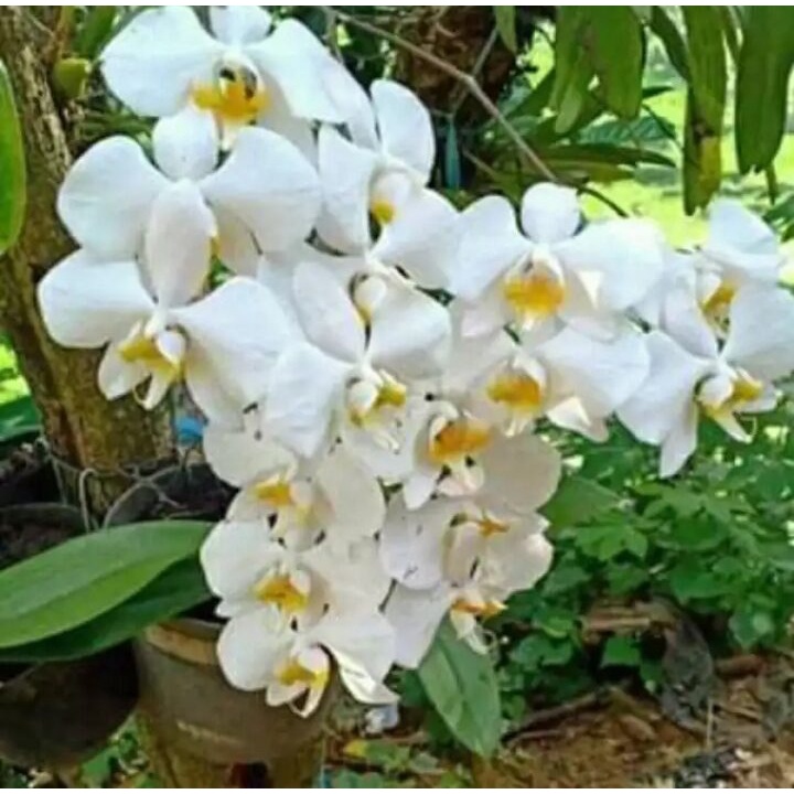 anggrek bulan jumbo. anggrek bulan jumbo.