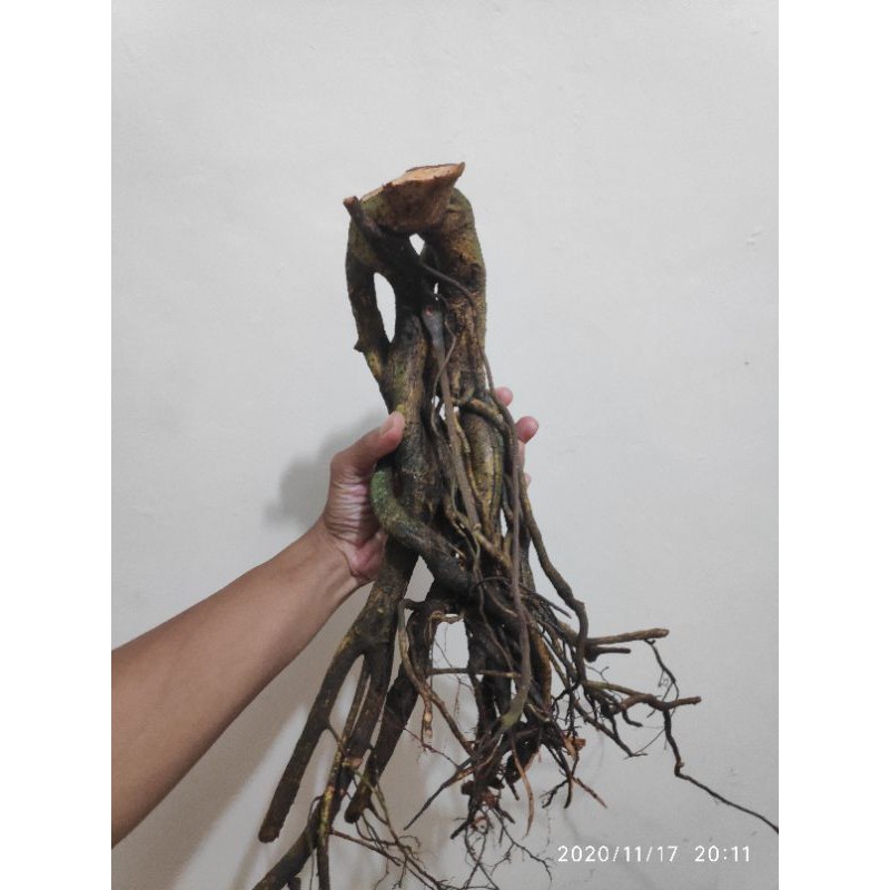 Bonsai beringin ficus benjamina (bahan)