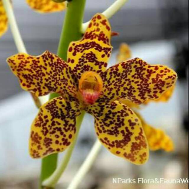 SEEDLING GRAMMATOPHYLLUM SPECIOSUM