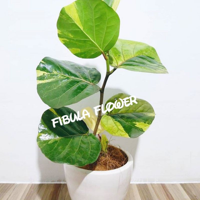 cocoloba uvifera varigata