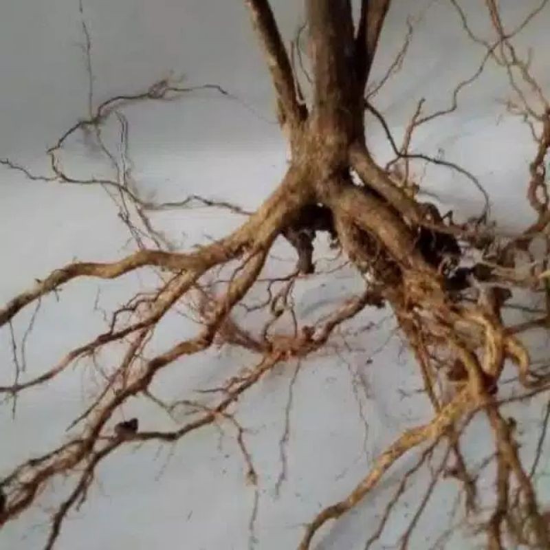 Akar senggani besar dan murah