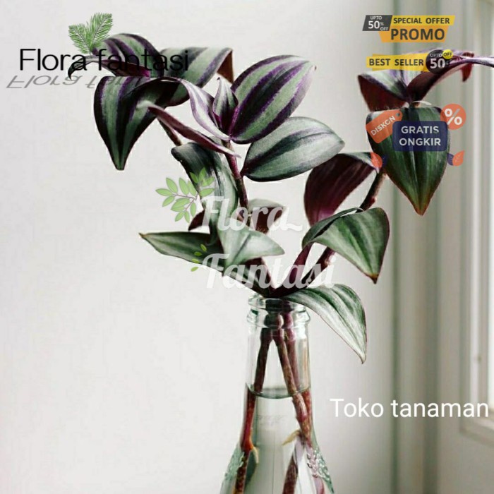 tanaman hias hidup tanaman air tradescantia - 13992 (Tanaman hias hidup indoor murah besar dan rimbu