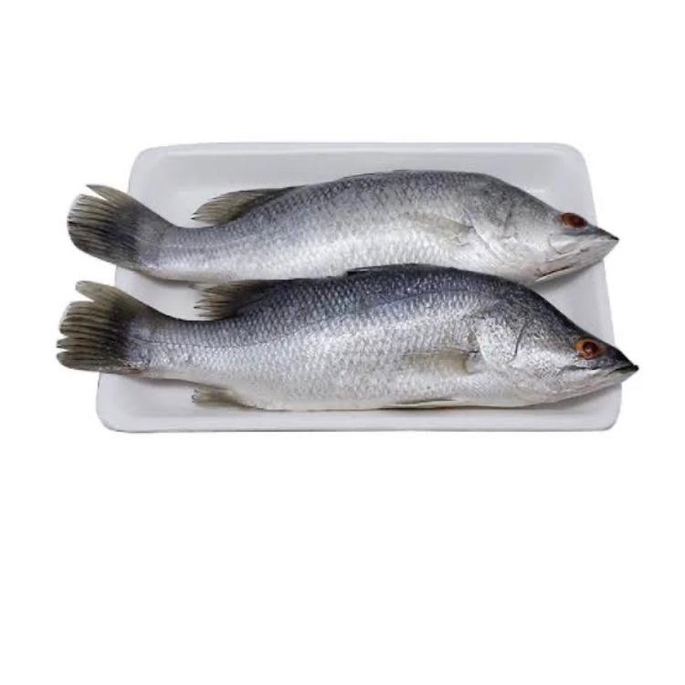 

IKAN KAKAP PUTIH / BARRAMUNDI / IKAN CUKIL