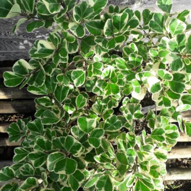  Tanaman  hias ficus  triangularis  Shopee Indonesia