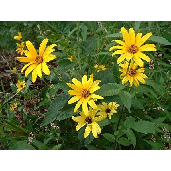 Benih Bibit Biji - Sunflower Early / False Sunflower Bunga Matahari Flower Seeds - IMPORT