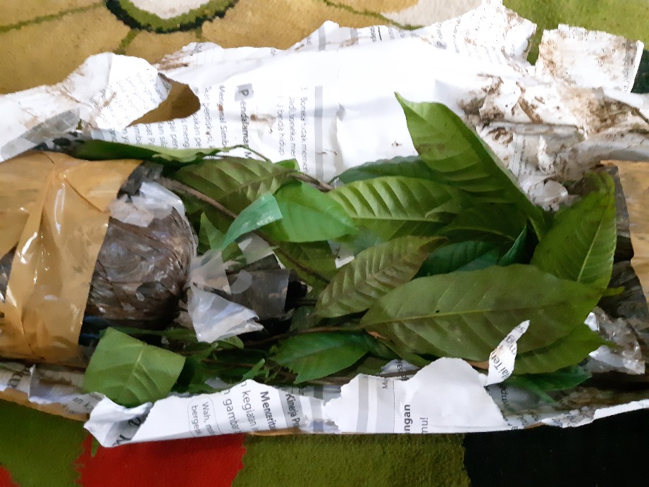 Bibit Pohon Kayu Kamper Tanaman Kayu Kamper Cinnamomum Camphora