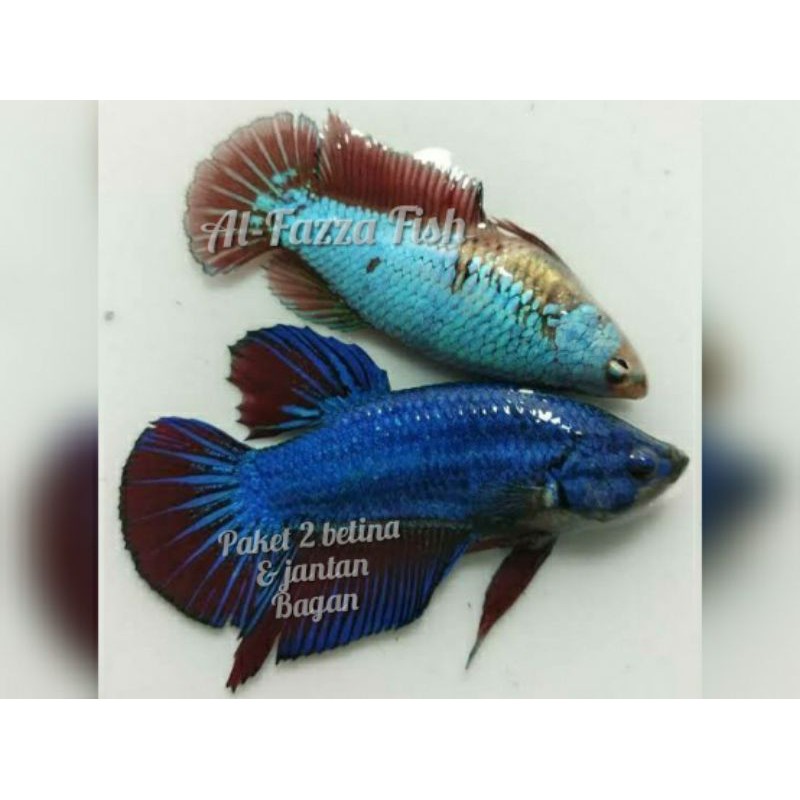 jual ikan hias-paket 2 indukan cupang bagan-siap bertelur-warna random-jantan dan betina