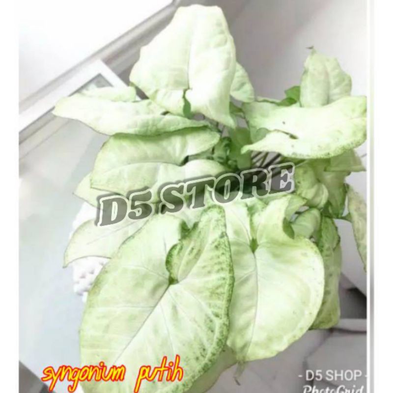 Tanaman hias Tanaman hidup murah Tanaman hidup Bunga hias hidup Tanaman hias hidup Tanaman hias mura