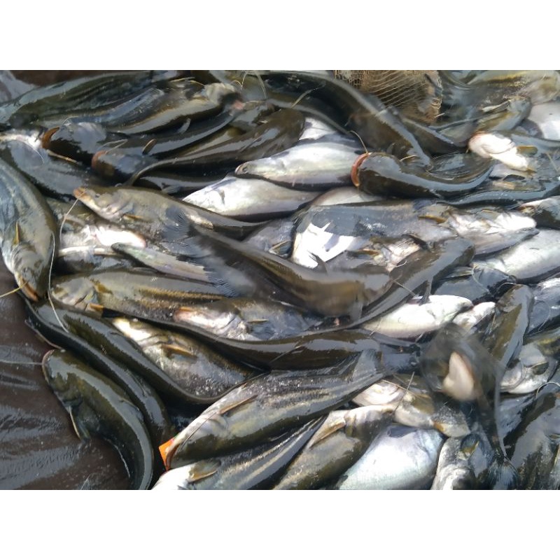 ikan gabus Kalimantan/ikan asin tapah/ikan baung kalimantan/ikan lais/ikan toman