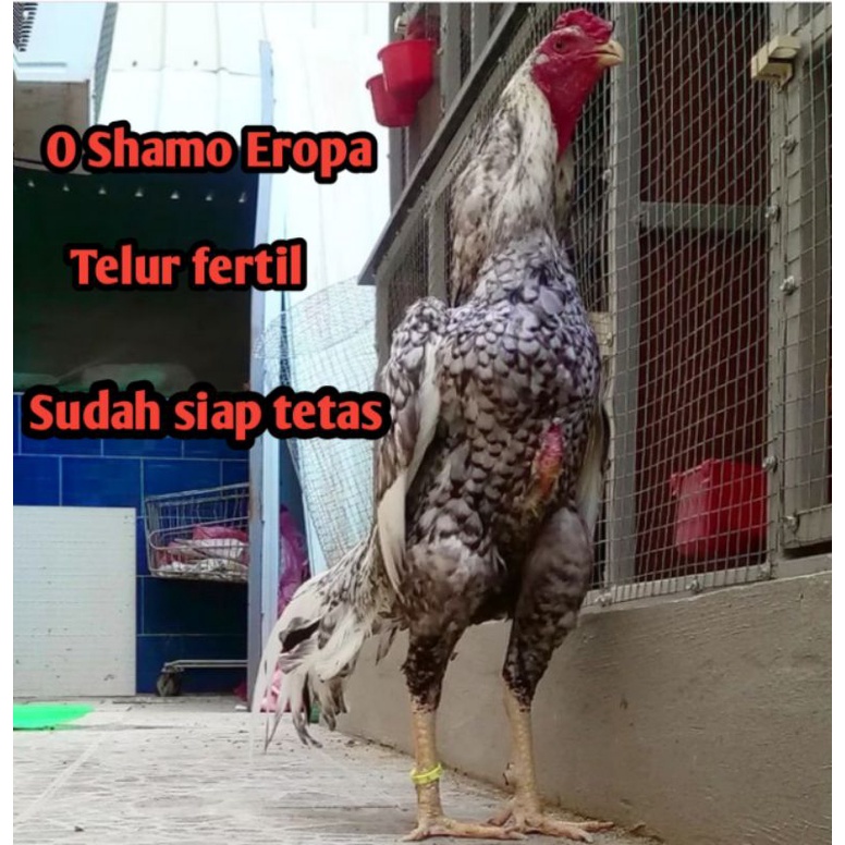 telur ayam bangkok o shamo