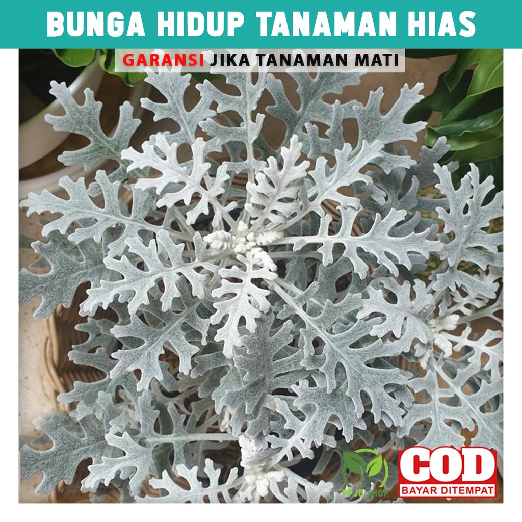 

Bunga Hidup Tanaman Hias Putri Salju Silver Dust Hiasan Taman Indoor Outdoor