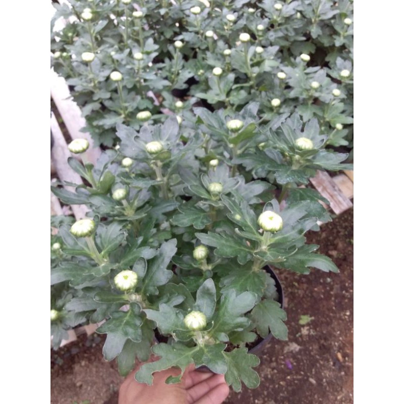 

bibit crisan warna mix