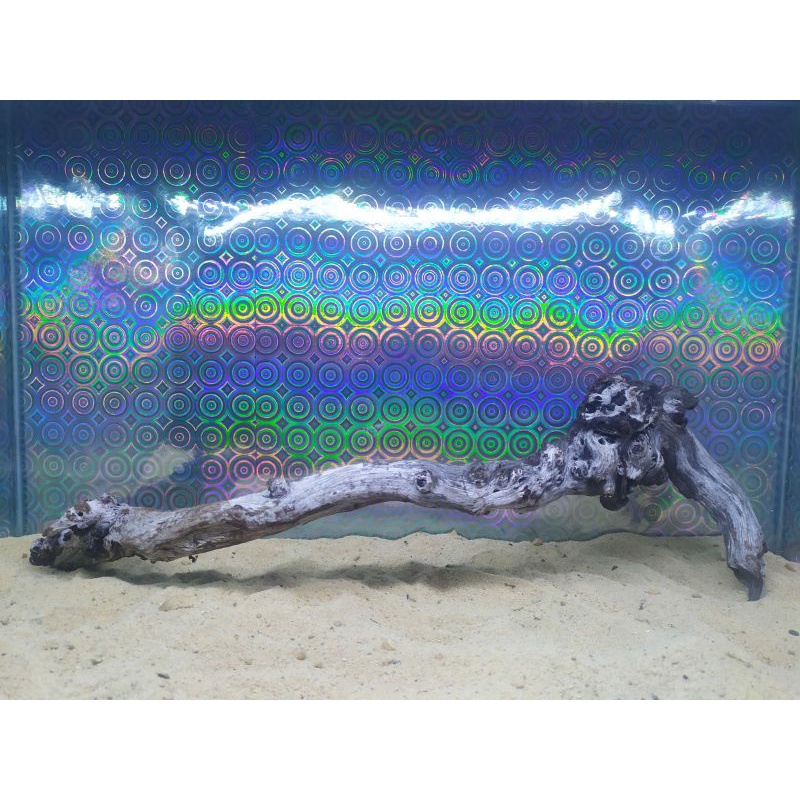 Kayu Santigi Karang Laut Grade A / Sentigi Laut Aquarium