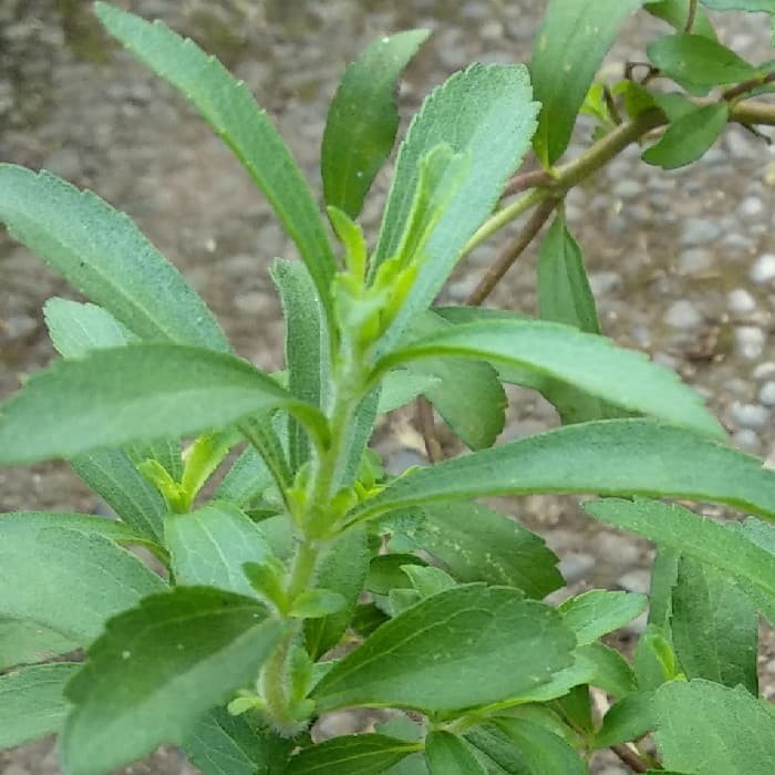 Bibit Tanaman Stevia Bibit Daun Stevia Tanaman Daun Stevia Bibit Stevia