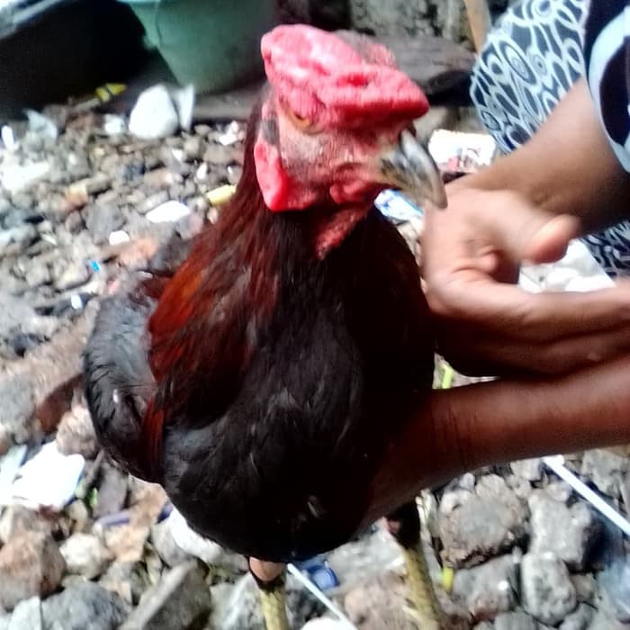 

Ayam Kampung Jago Full