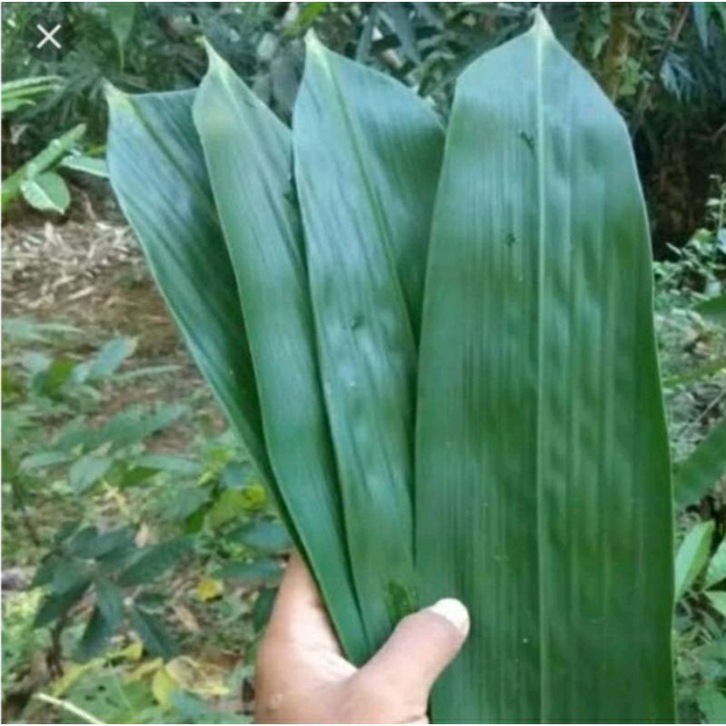 

Daun bambu segar buat bungkus kicang atau bacang per1kg murah isi banyak