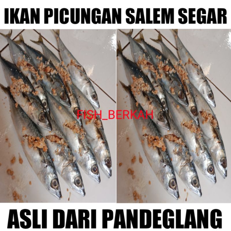 

IKAN PICUNGAN SALEM/IKAN PICUNGAN SEMAR/IKAN SIAP GORENG 500gram - Asli dari pandeglang