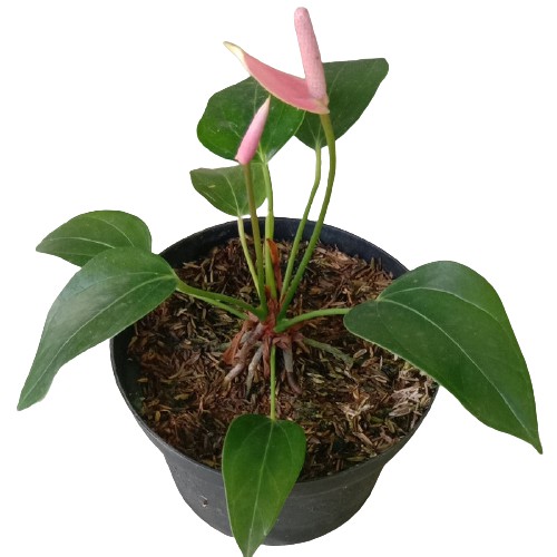 Tanaman Hias Bunga Anthurium Mini Pink - Bibit Tanaman Hias Anthurium Mini Ukuran Dewasa Rimbun Sudah Berbunga