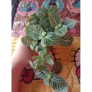  Tanaman  episcia  mutiara  epicia mutiara  Tanaman  hias  