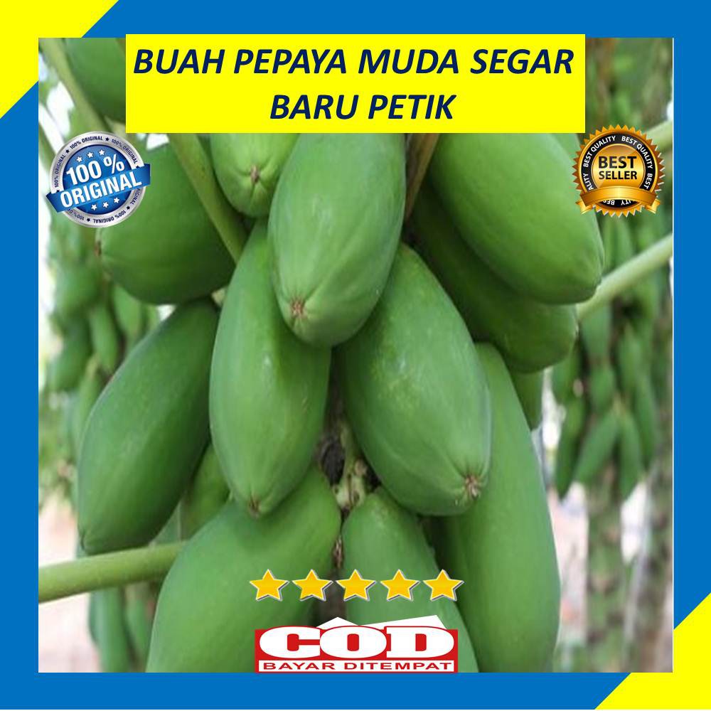 

Buah Pepaya Muda Segar 800 Gram Per Buah