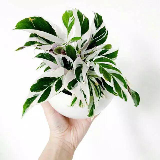 Tanaman Hias Calathea - calatea - tanaman indoor