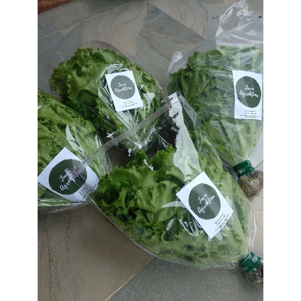 

Selada Hidroponik Per Pack