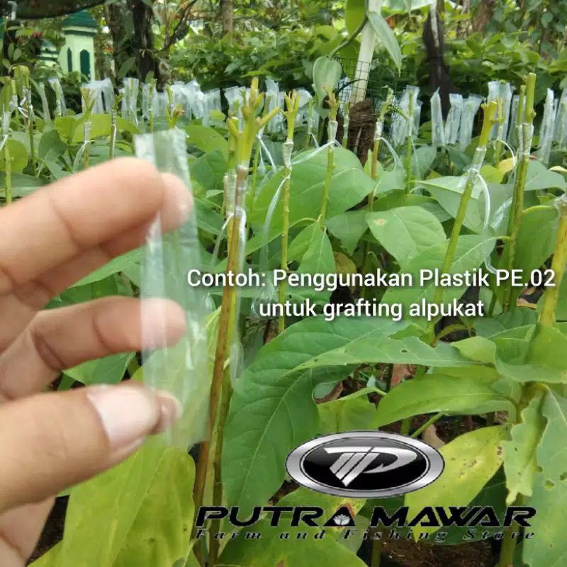 plastik okulasi PE02 | grafting