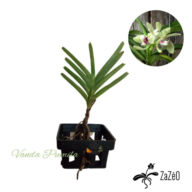 Anggrek Vanda Pumila