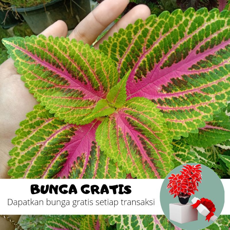 BUNGA MIANA / MIANA STEK / MIANA HIDUP / BUNGA HIDUP / MIANA MURAH / MIANA PREMIUM / BIBIT MIANA