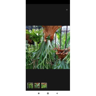 TANAMAN HIAS KADAKA TANDUK RUSA/KADAKA UNCAL ANTIKAOLLSHOP