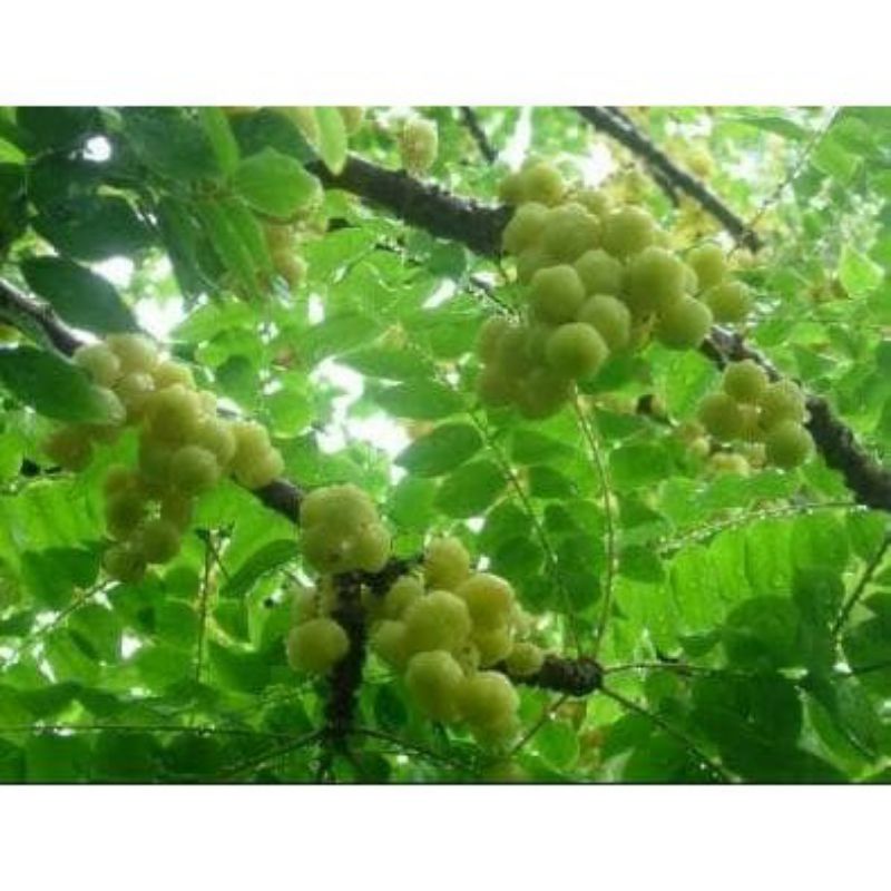 

MURAH DAUN CERMAI SEGAR 300G
