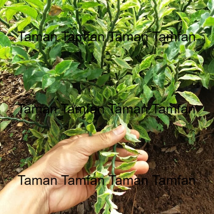 tanaman hias zig-zag plant varigata