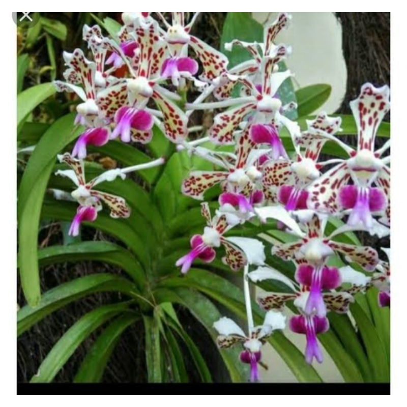 anggrek vanda tricolour