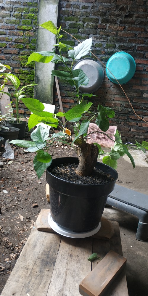 Kawat Aluminium 3mm Ecer Per Meter