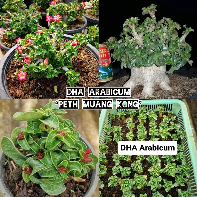 11 Seed Biji Adenium Arabicum Pmk DHA Import Thailand