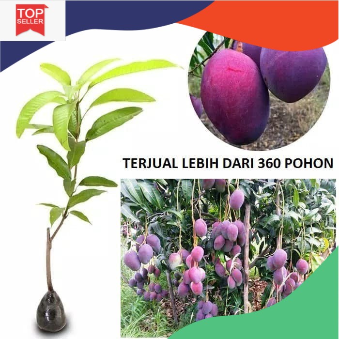 Bibit Mangga Irwin Mangga Erwin Mangga Ungu Pohon Mangga Irwin Ungu