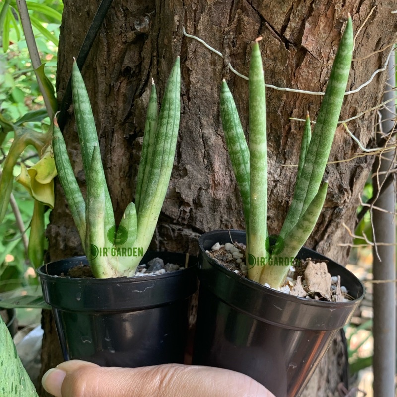 Sansevieria Boncel / Cylindrica