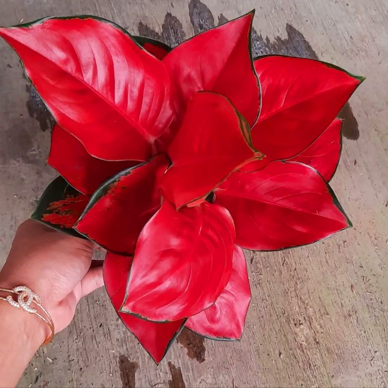 Tanaman hias aglonema suksom jaipong-aglaonema - tanaman hias-tanaman bunga-tanaman hidup aglonema-a