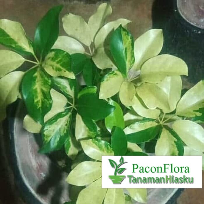 tanaman hias walisongo varigata - walisongo daun besar