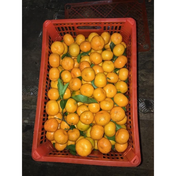 

Jeruk Santang Birma 1000gram