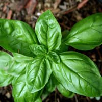 Benih Bibit Biji - Basil Sweet (Ocimum basilicum) Herb Seeds - IMPORT