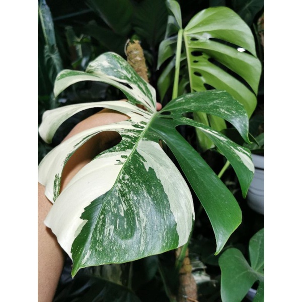 monstera white tiger king deliciosa varigata 3 daun aktif
